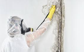 Best Biohazard Mold Removal  in Blue Hills, CT